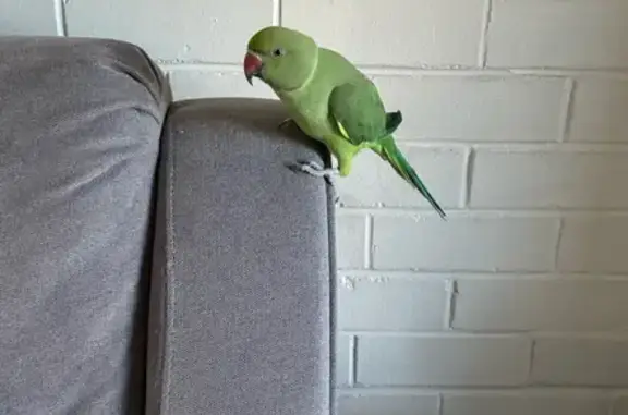 Lost Green Indian Parrot 'Mithu' - Please Help!