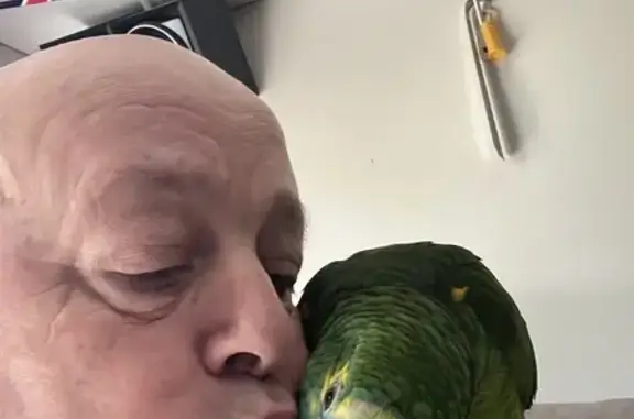 Lost Male Amazon Parrot - Penrith Area