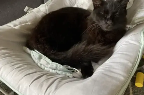 Lost Black/Brown Male Cat - Smith St, Fraser