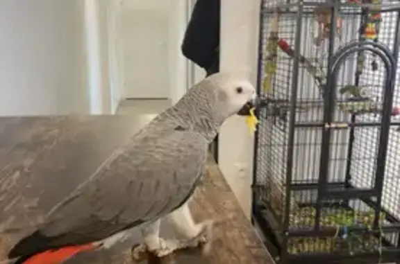 Animaux perdus Rouen, photo: Perdu : Gris du Gabon mâle bagué à Rouen