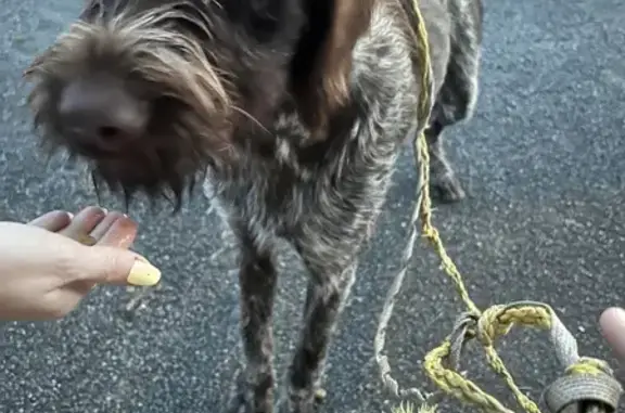 Chien Griffon Korthal trouvé à Magny-Vernois - photo