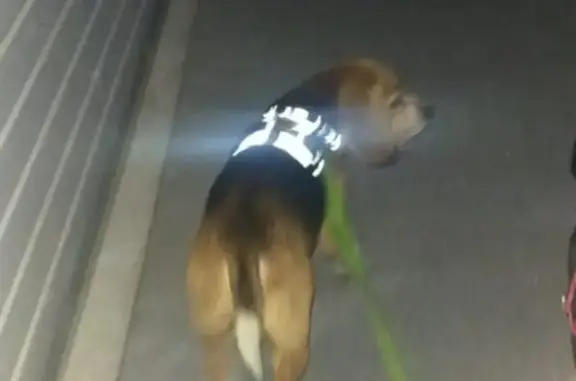 Beagle trouvé à Beauregard le 17/07 à 22h - photo