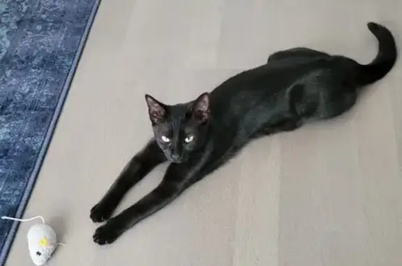 Chatte noire perdue à Clisson, rue des Érables - photo