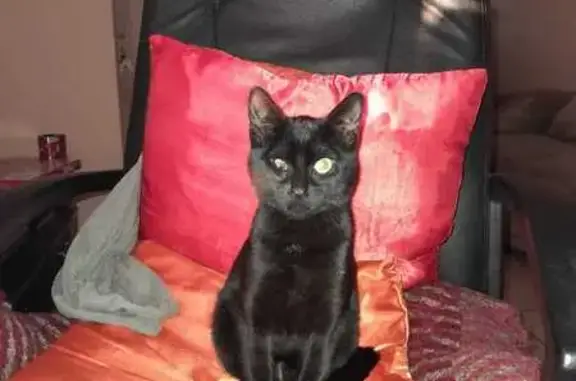 Missing Black Cat: Eike Ave, One Eye Smaller