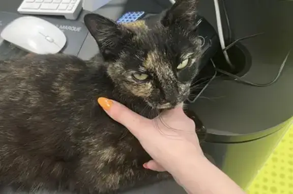 Chat sociable trouvé avec fil de stérilisation - photo