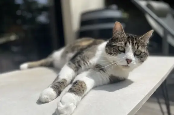 Animaux perdus Champigny, photo: Chat tigré disparu, yeux verts, Réglisse, Champigny