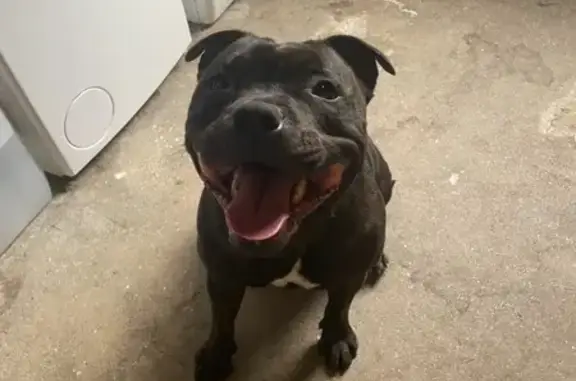 Petite chienne noire trouvée à Morlaix - photo