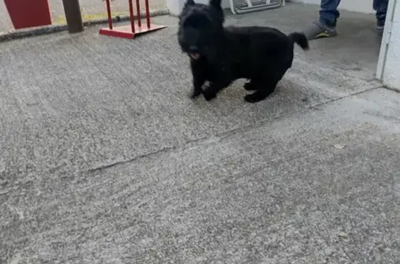 Animaux trouvés Vendôme, photo: Petit Scottish Terrier noir trouvé à Vendôme