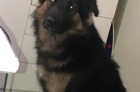 Lost Collie Cross: Black/Brown in Cape Town