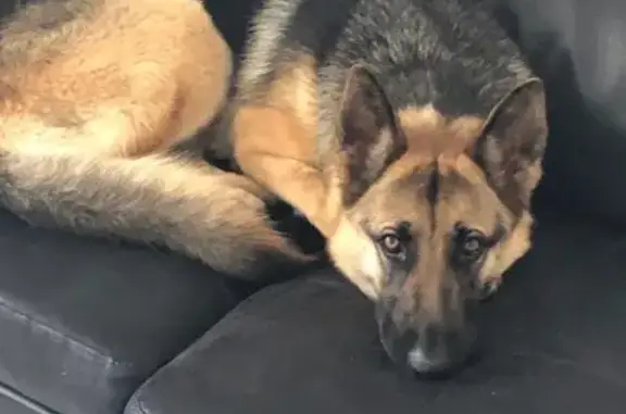 Lost German Shepherd - Sunnybrook Way, CT