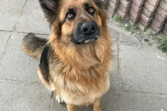 Lost German Shepard - Sunnybrook Way, CT