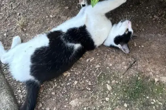 Chatte noire et blanche trouvée à Chenôve - photo