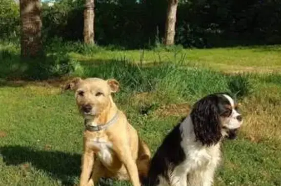 Chien perdu , photo : Deux chiens disparus à Azé, contactez-nous