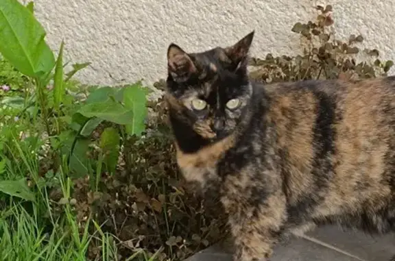 Chatte Écaille 2 ans Perdue, Rue Herzebrock - photo