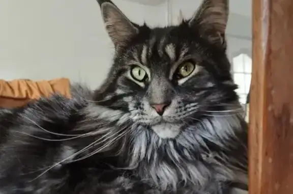 Animaux perdus Contes, photo: Chat Maine Coon noir et gris disparu à Contes