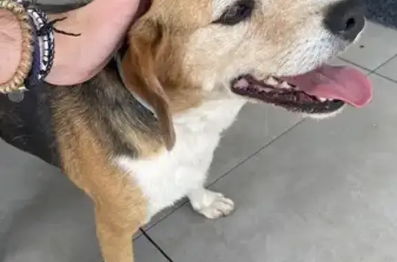 Beagle femelle retrouvée fatiguée à Vallon - photo
