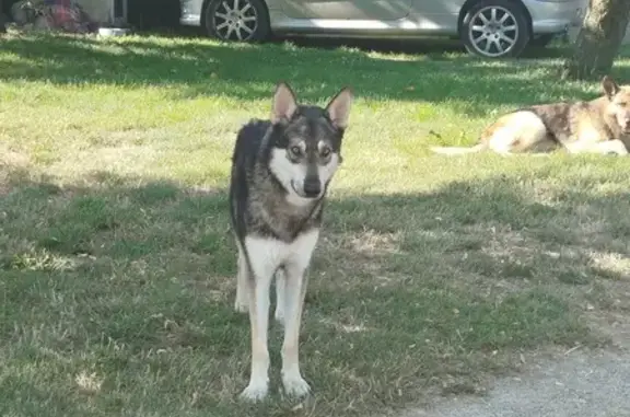 Chien loup amaigri trouvé à Pamiers - photo