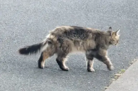 Chat trouvé maigre et sociable à Saint-Ouen - photo