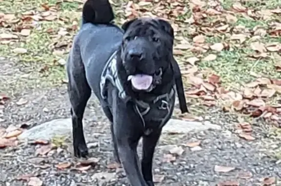 Animaux perdus , photo: Chien perdu : Shar Pei noir à Gavarnie-Gèdre