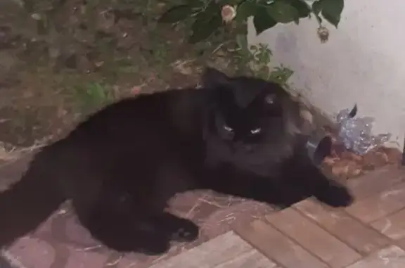 Chaton noir trouvé à Saint-Pierre-lès-Elbeuf - photo