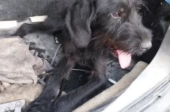 Animaux trouvés Seigy, photo: Chien noir griffon trouvé à Seigy