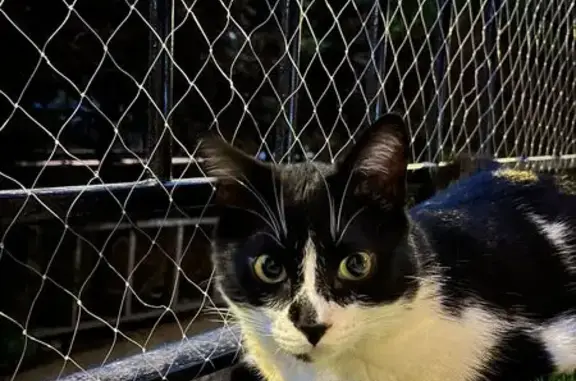 ¡Ayuda a Encontrar a OTTO! Gato Negro y Blanco