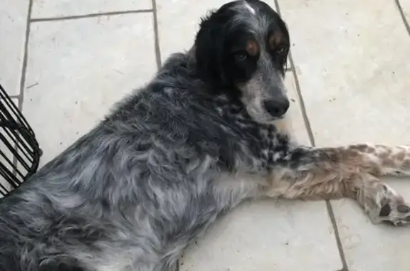 Chien perdu , photo : Chien perdu: Djana, setter anglais, 16 ans, sourde