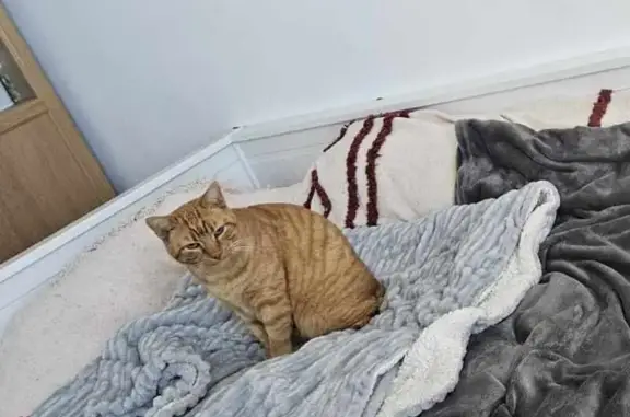Animaux perdus , photo: Chat perdu à Mirabeau 84120, queue cassée