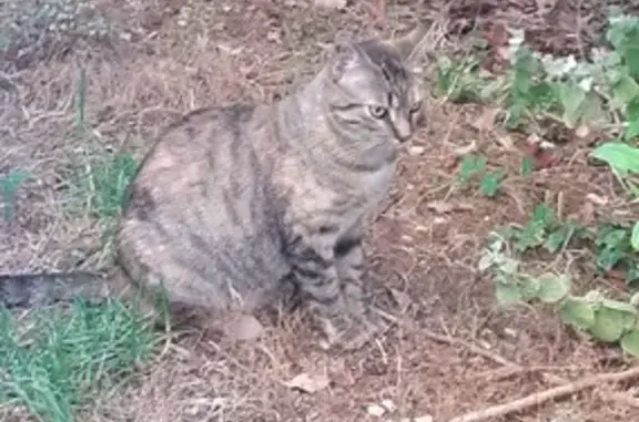 Animaux trouvés Montpellier, photo: Chat européen tigré trouvé à Montpellier
