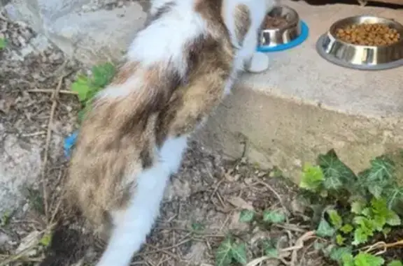 Chat trouvé amaigri et craintif à Soissons - photo