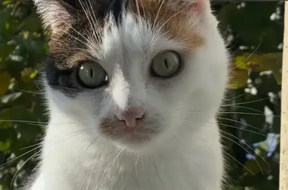 Animaux perdus Offemont, photo: Chat tricolore perdu à Offemont: Oxa