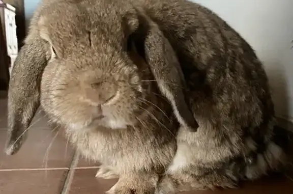 Lost Brown Mini Lop Rabbit in...