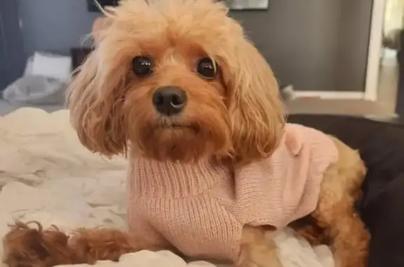 Lost Tiny Cavoodle on Jondaryan St, Gold Coast