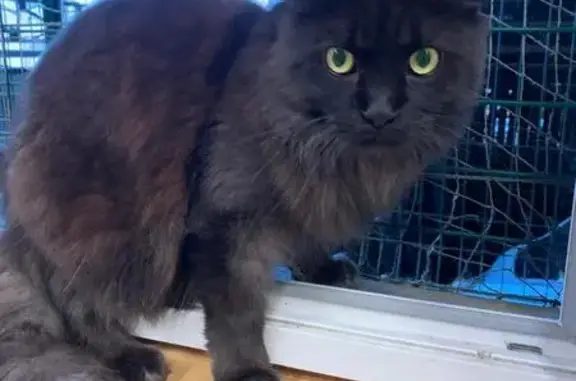 Animaux perdus , photo: Chatte Maine Coon noire disparue à Lupcourt