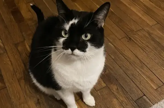 Chat perdu, Lyon, photo: Chat mâle 3 ans perdu à Lyon