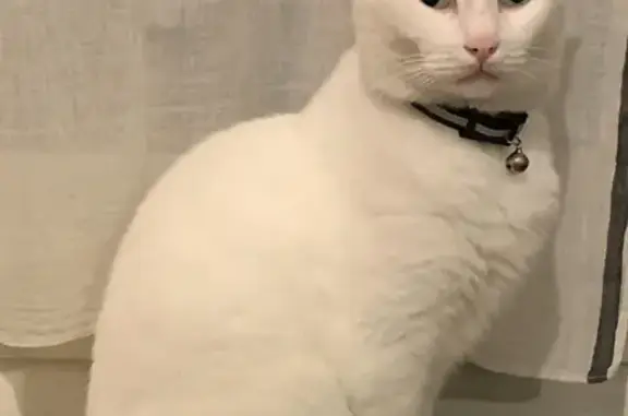 Chat perdu, Nouvelle-Aquitaine, photo: Chat blanc mâle disparu à Lit-et-Mixe