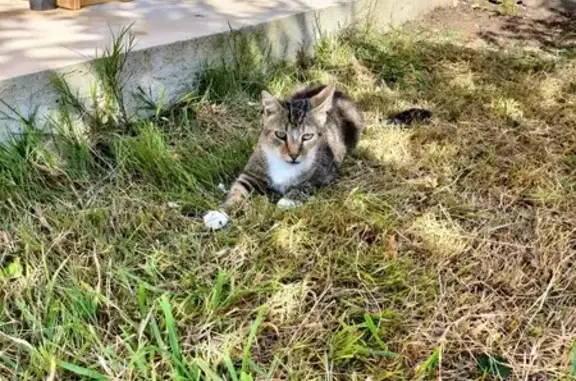 Jeune chat tigré trouvé, calme et sociable - photo