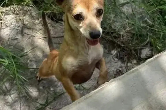 ¡Perrita Chihuahua Beige Perdida en Saltillo!