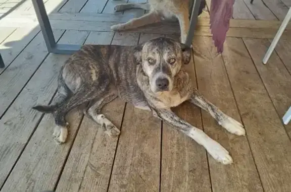 Chienne maigre et infestée trouvée à Saint-Aubin - photo