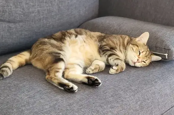 Chat perdu, Marvejols, photo: Chatte Européenne disparue à Marvejols