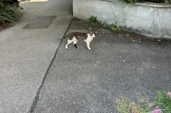 Jeune chat maigre trouvé à Annecy - photo