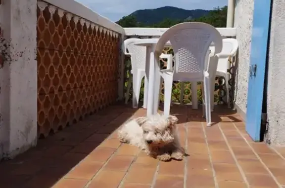 Chien perdu Veyras, photo : Chien westie perdu à Veyras, impasse Simon