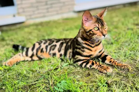 Chat Bengal de 9 mois disparu à L'Isle-Adam - photo