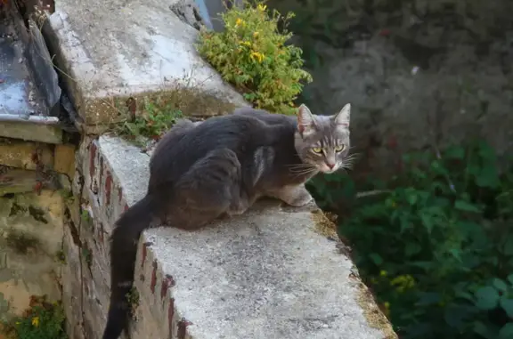 Chat perdu, Saint-Quentin, photo: Chat mâle gris tigré disparu à Saint-Quentin