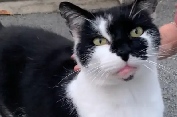 Animaux perdus Lempdes, photo: Chat mâle noir et blanc perdu à Lempdes