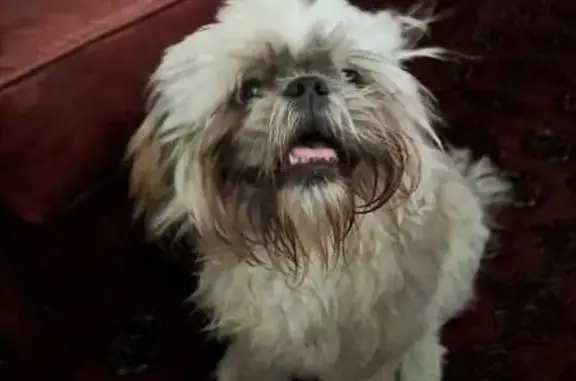 Missing Shih Tzu: White & Cream in Knysna