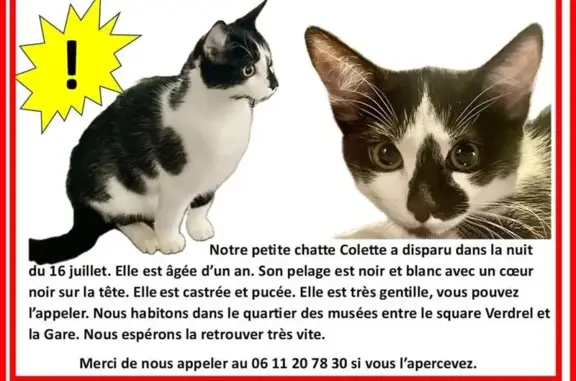 Animaux perdus Rouen, photo: Chat noir et blanc perdu Rue Morand, Rouen