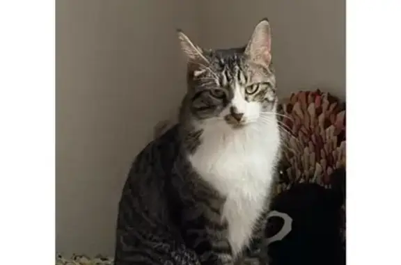 Animaux perdus , photo: Chat tigré et blanc perdu à Puimisson