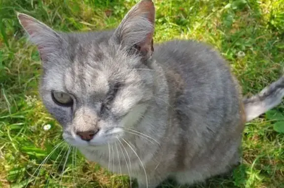 Chat borgne trouvé, cherche câlins, Olivet - photo