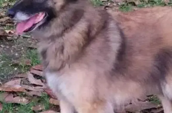 Chien perdu Léon, photo : Chienne Berger belge Tervuren disparue à Léon